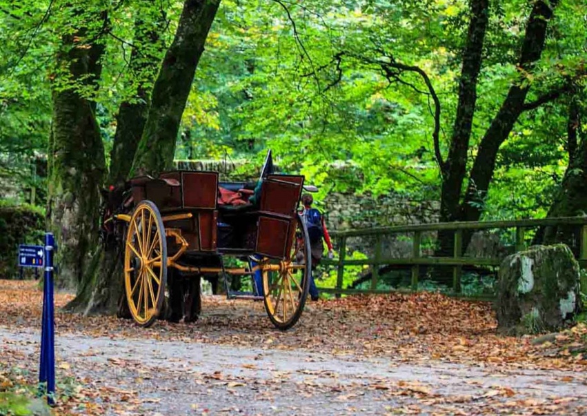 killarney horse buggy