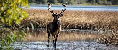 tuan-killarney.jpg (Tuan-killarney) tuan killarney